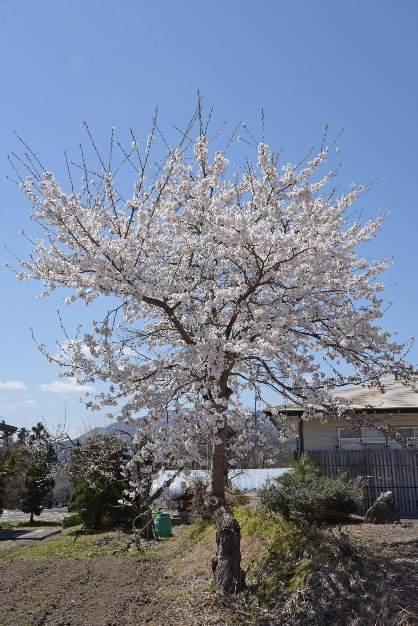 能中公民館の前の桜