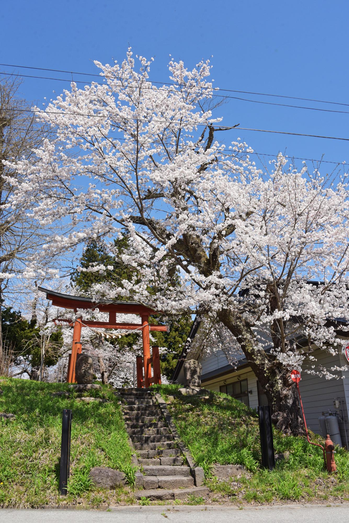 神明神社の桜
