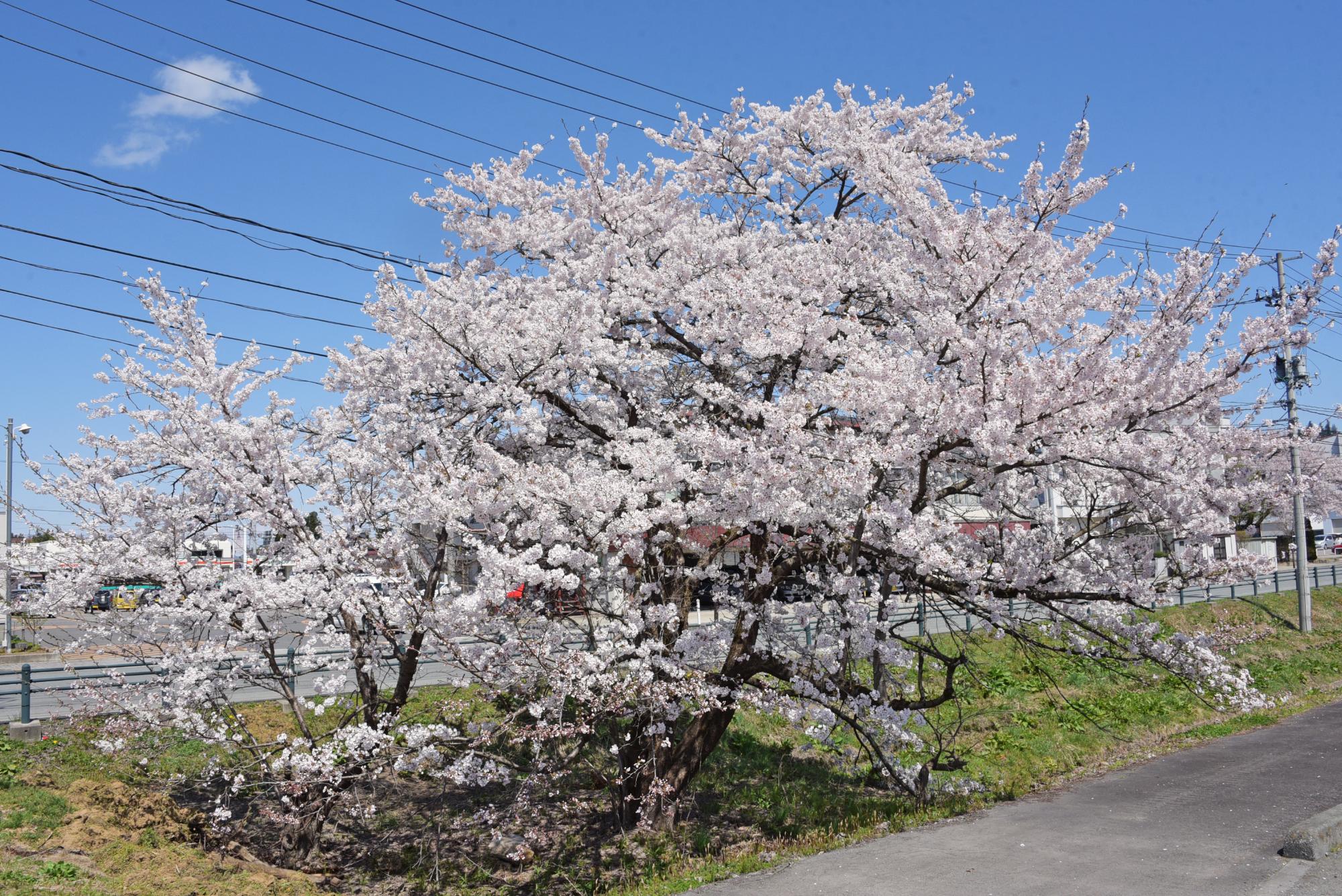 創遊館駐車場の桜