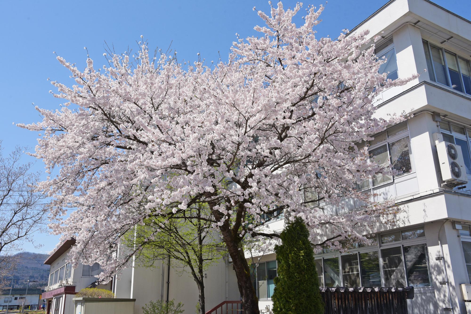 役場庁舎南側の桜