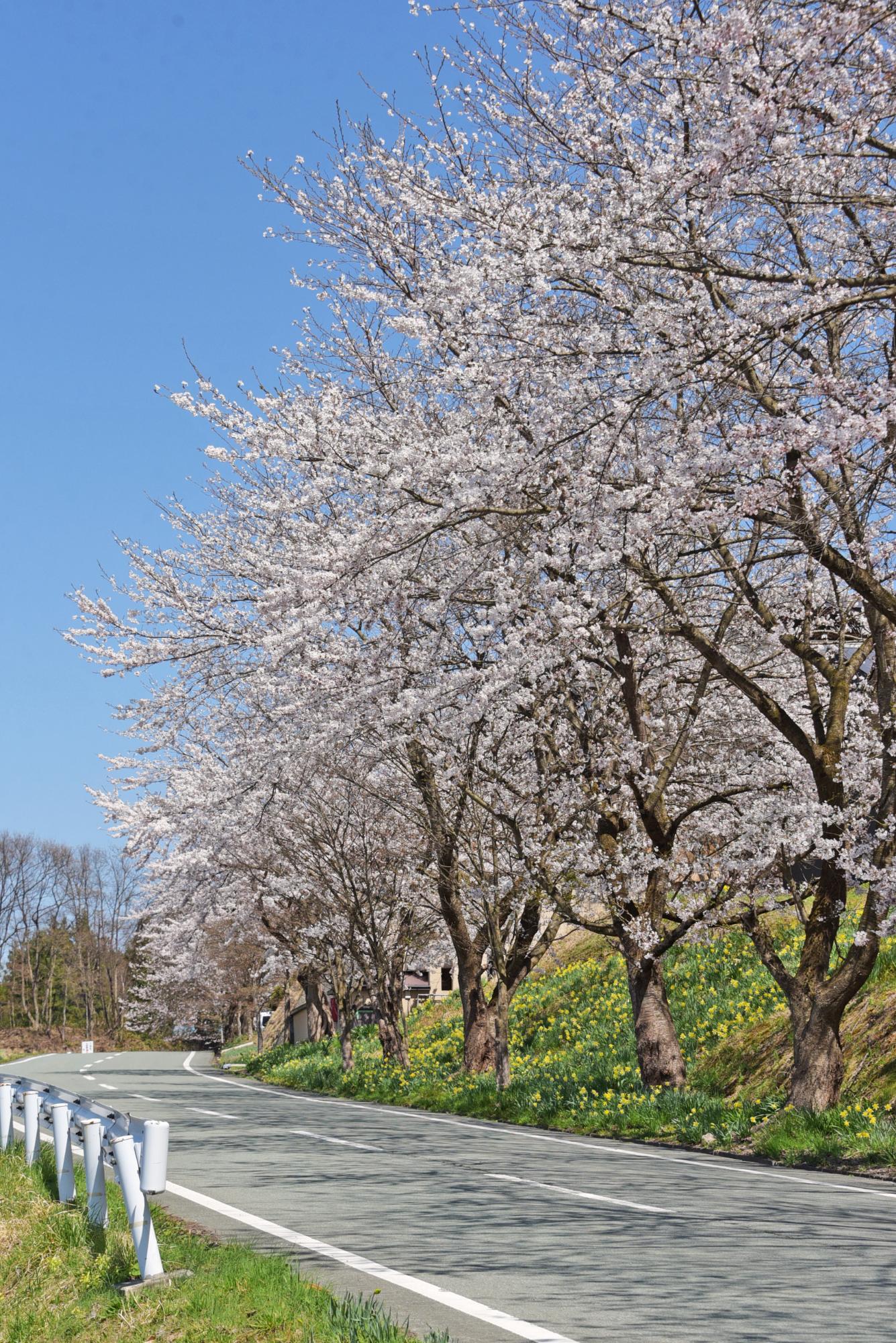 りんご温泉へ繋がる坂道の桜