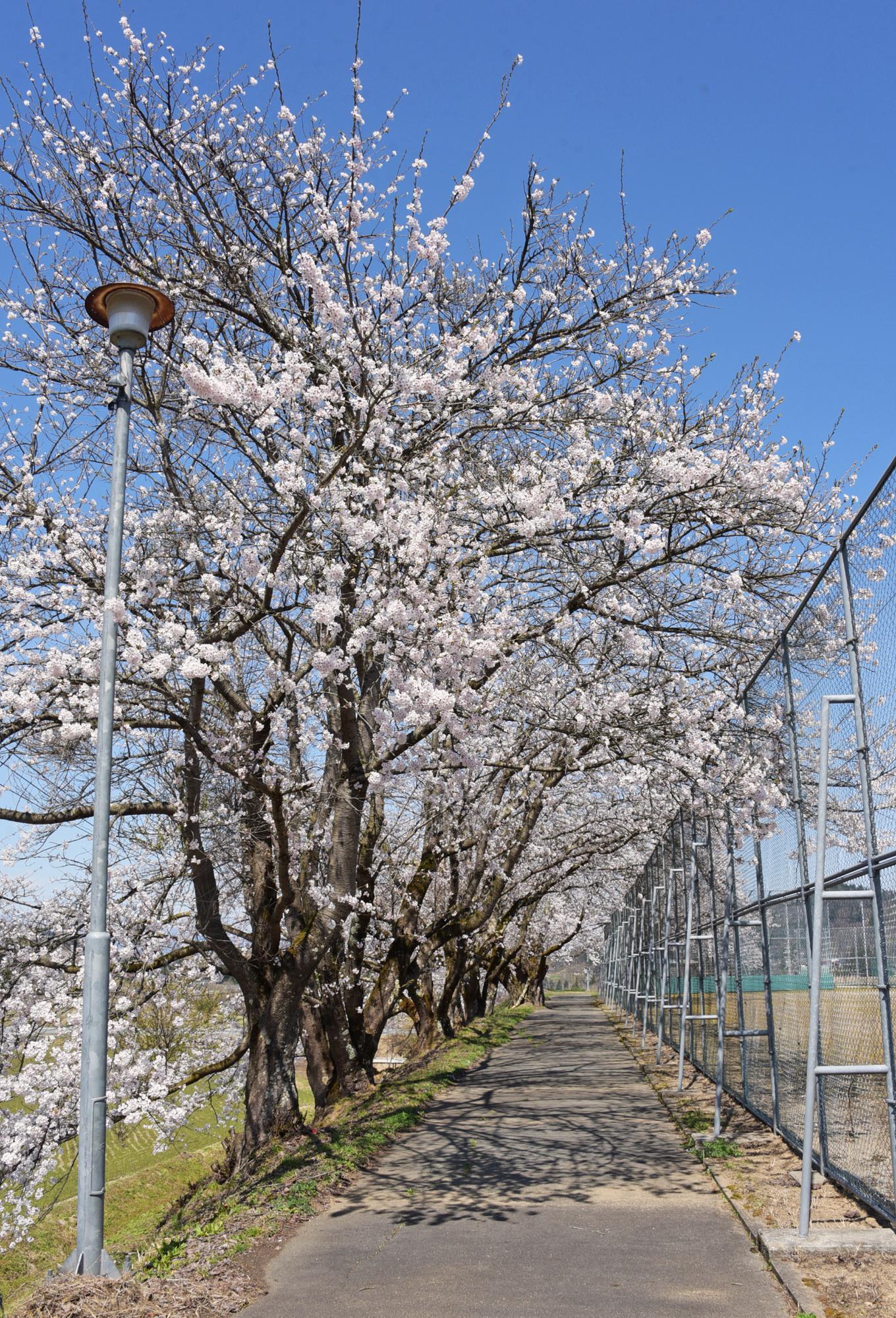 緑が丘公園の桜