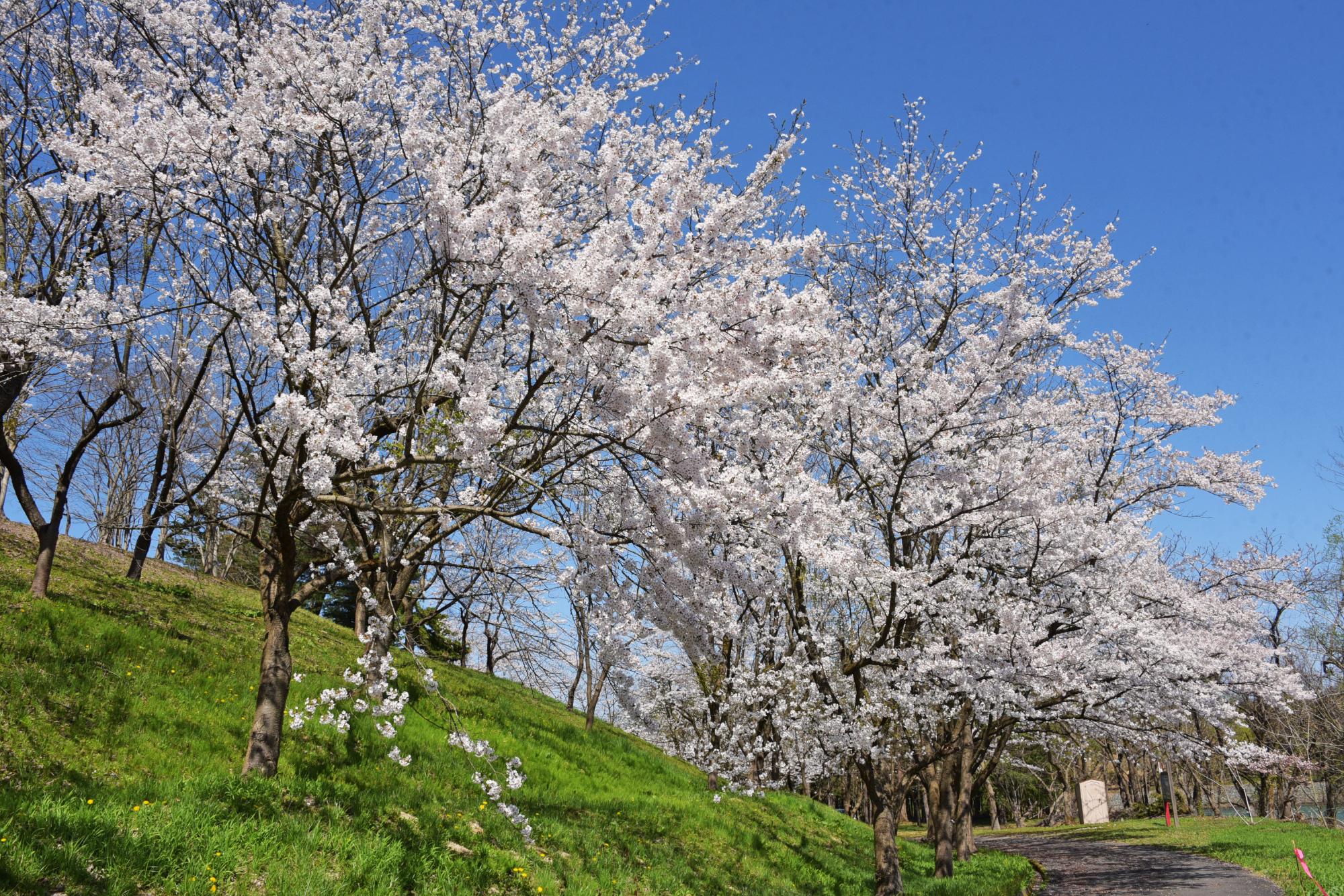 アイジー工業敷地内の千本桜