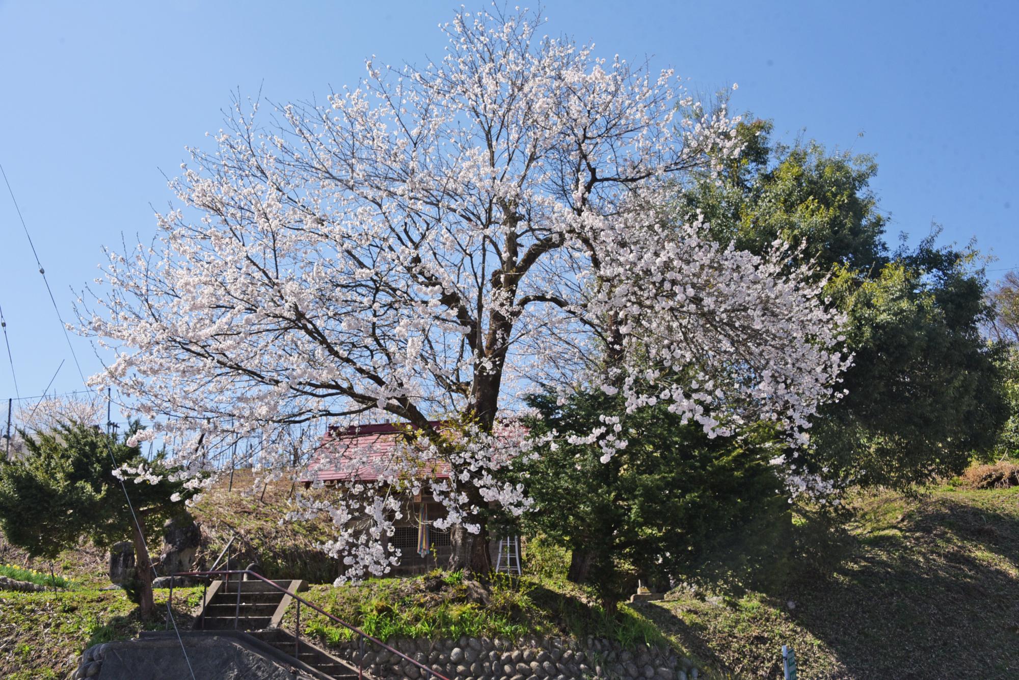 白山神社の桜
