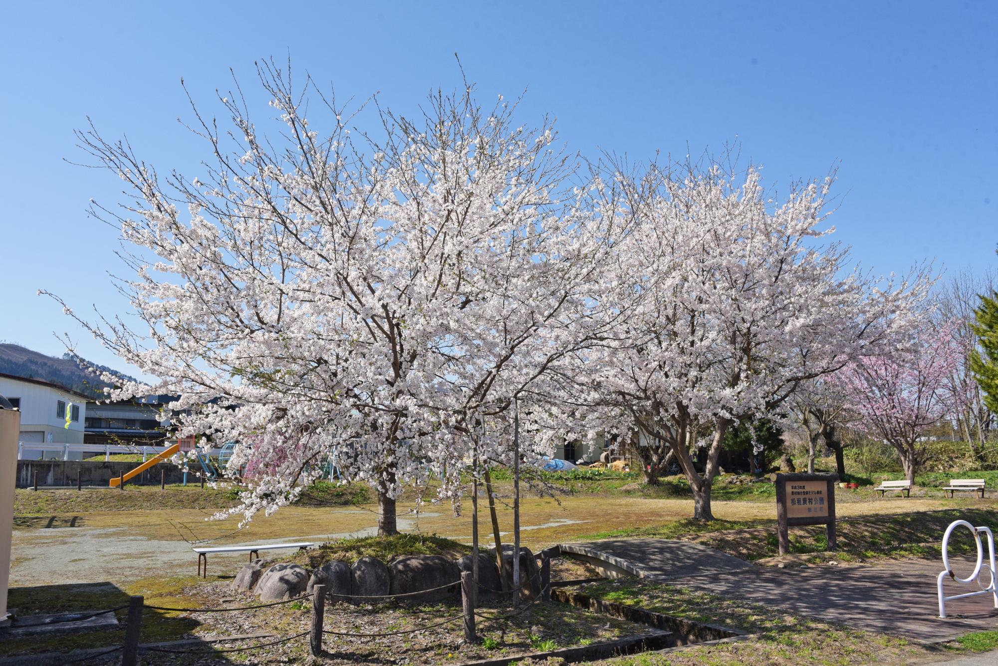 松程農村公園の桜