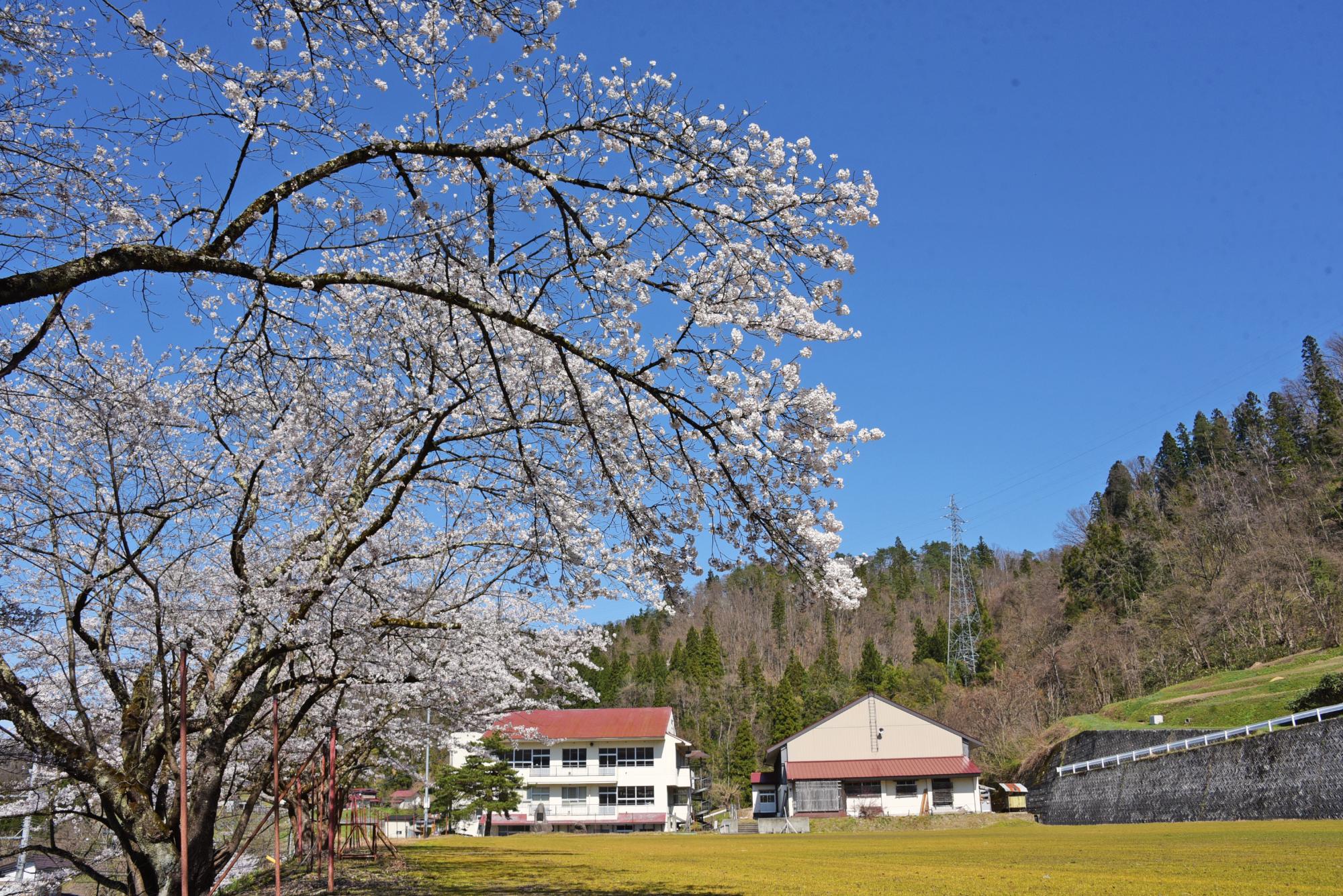 旧上郷小学校の桜