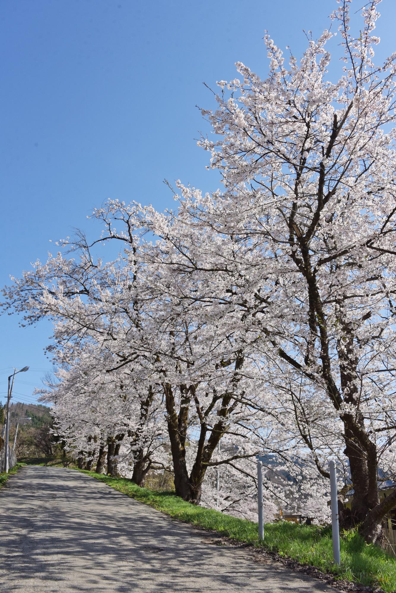 上郷ダム付近の桜