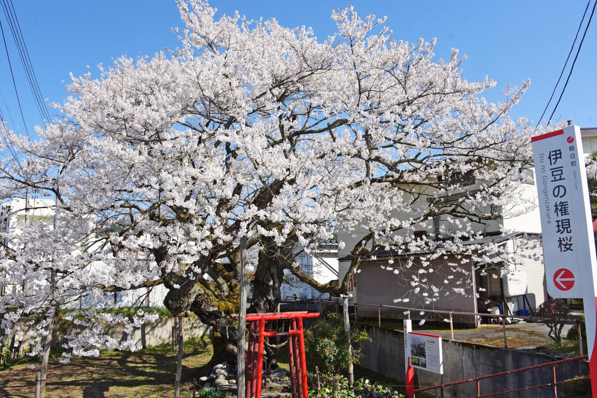 伊豆の権現桜