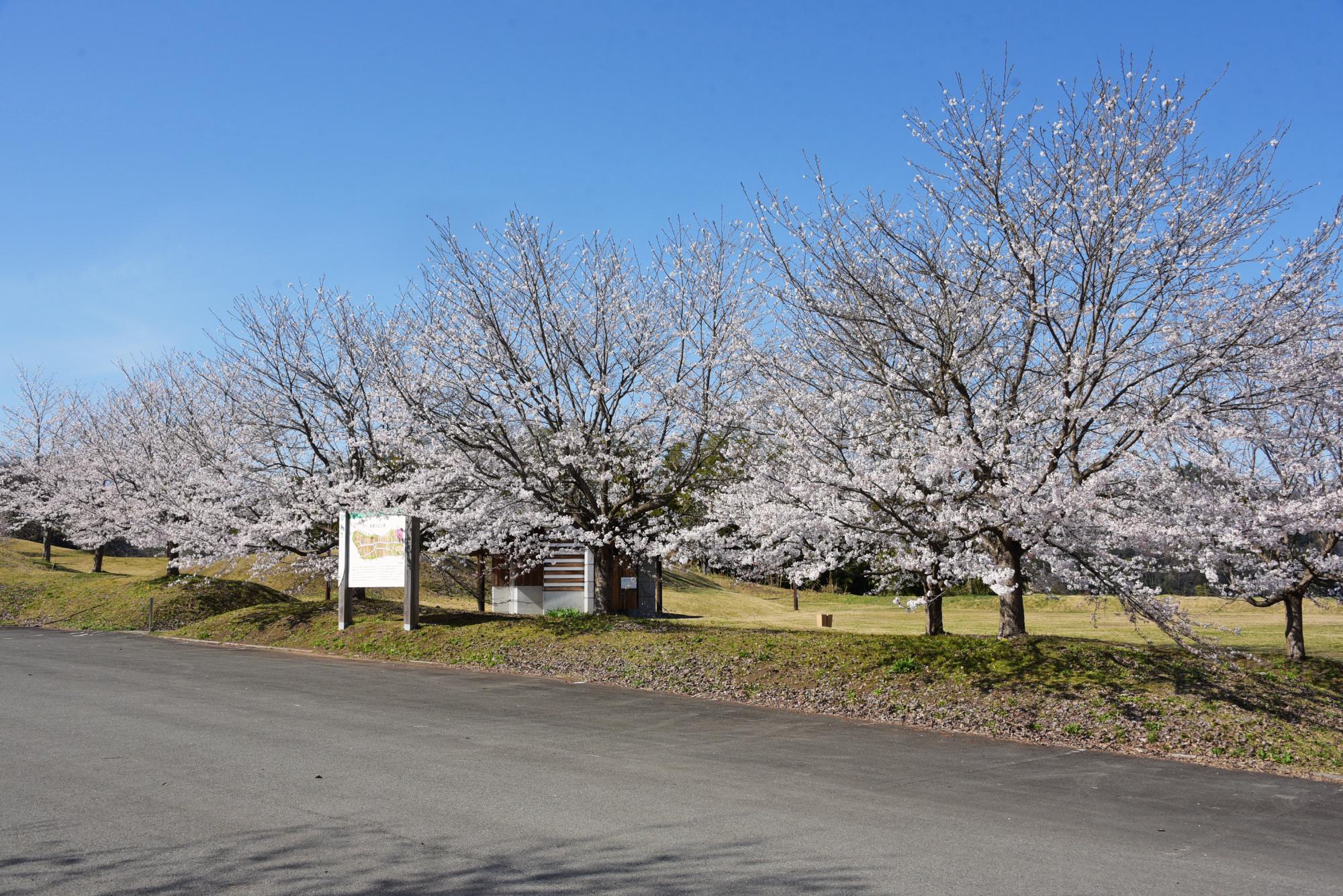 豊龍公園の桜