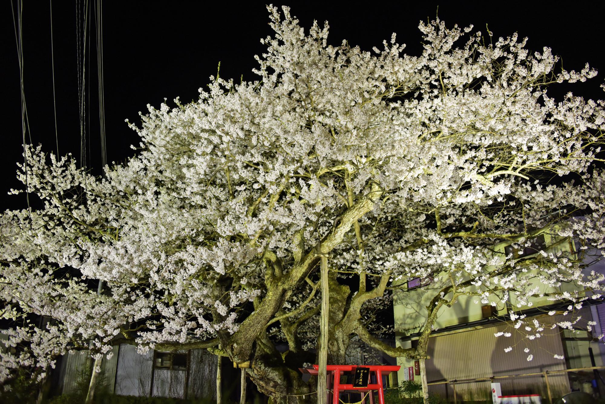 夜にライトアップされた伊豆の権現桜