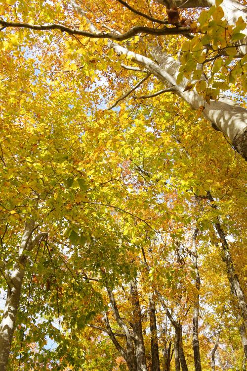 空気神社へ向かう道の紅葉1