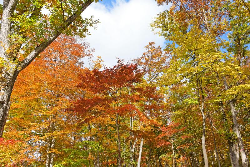 空気神社へ向かう道の紅葉2