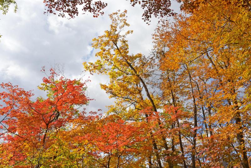 空気神社へ向かう道の紅葉3