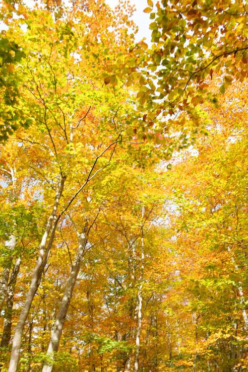 光がふりそそぐ空気神社へ向かう道の紅葉