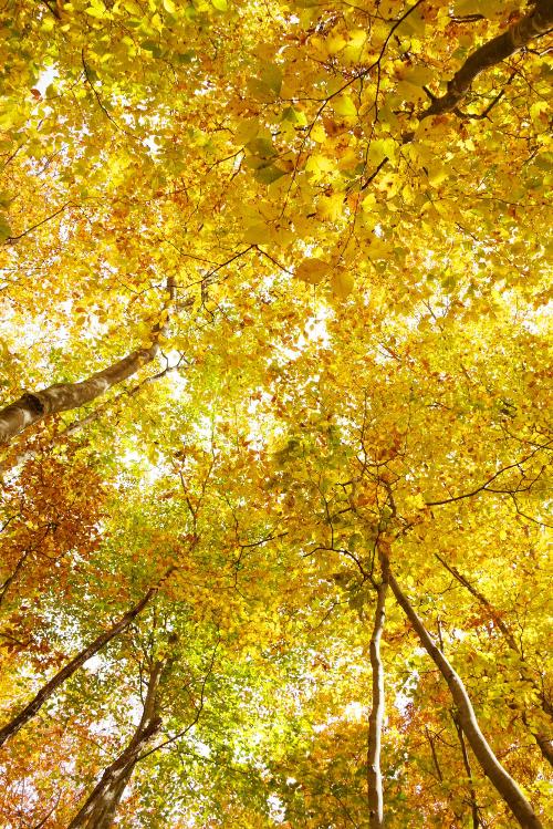 光がふりそそぐ空気神社へ向かう道の紅葉2