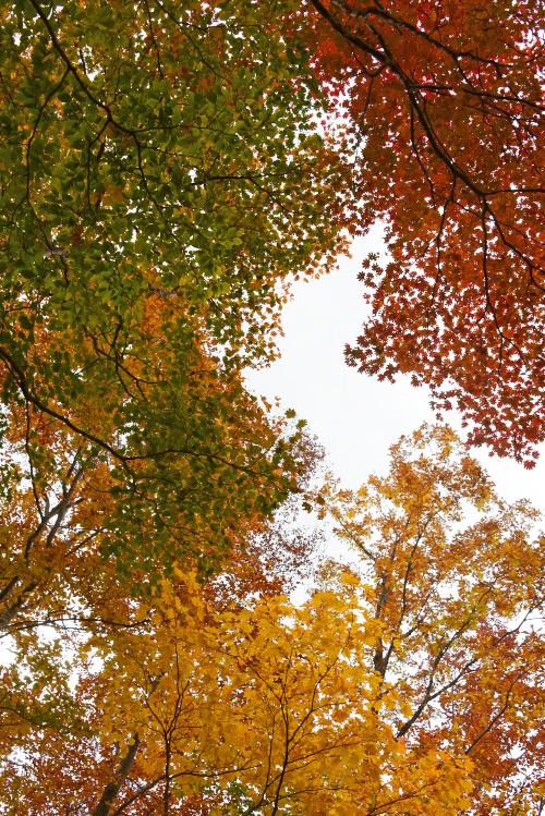 空気神社から見上げた紅葉