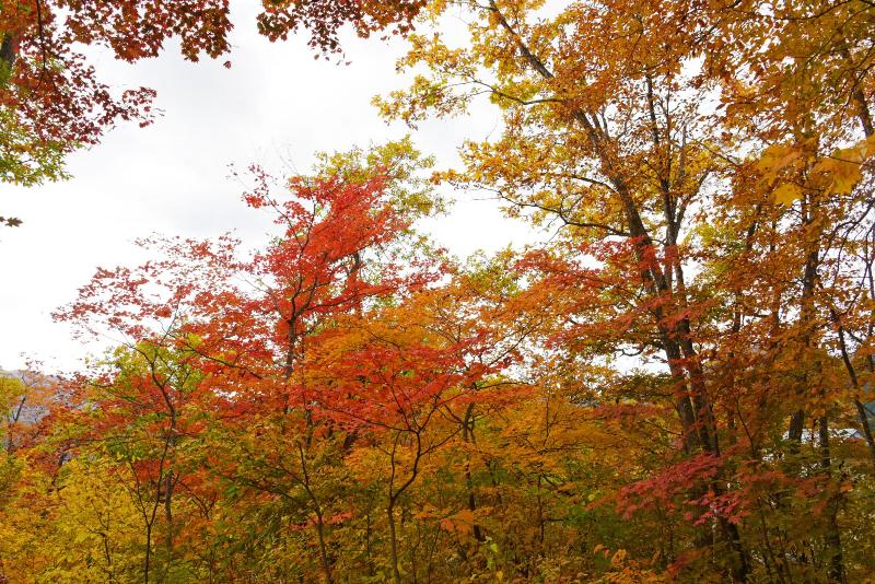 きれいに色づいた紅葉樹