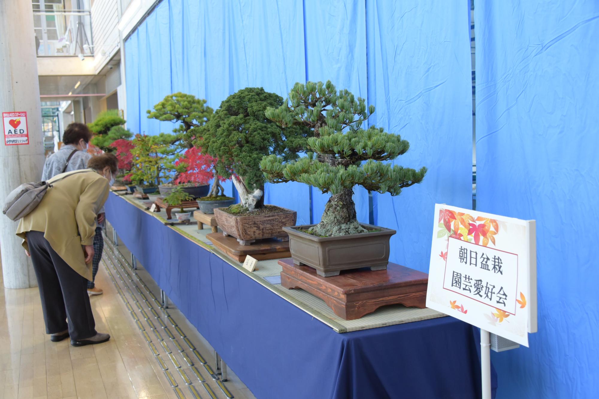 朝日盆栽園芸愛好会の作品展示