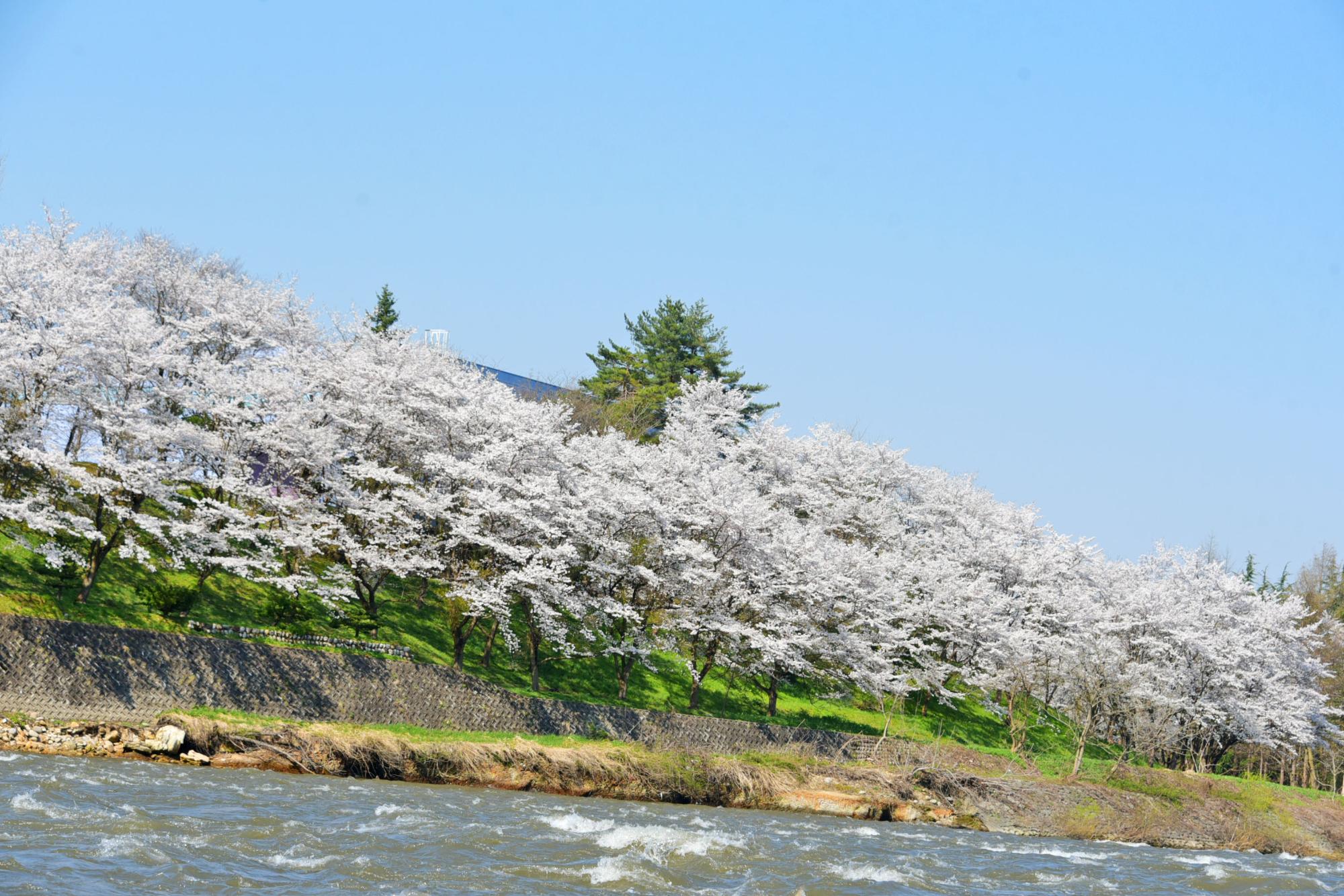 アイジー工業敷地内の千本桜