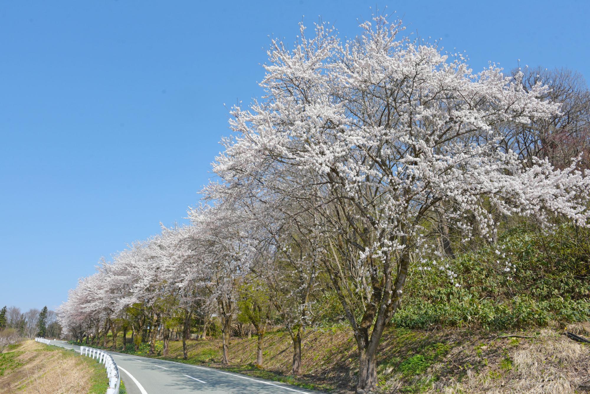 りんご温泉へ続く坂道の桜