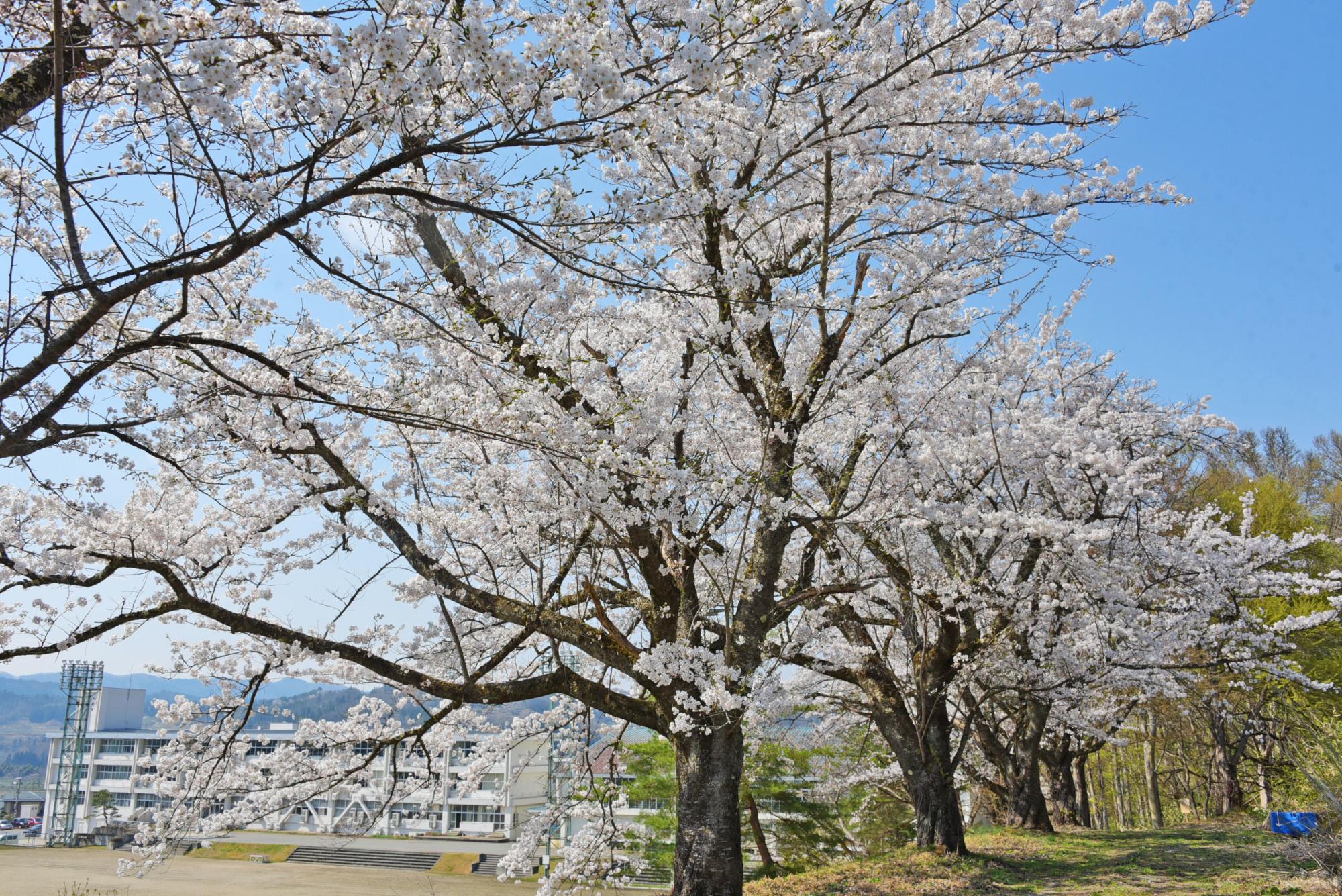 朝日中学校の桜