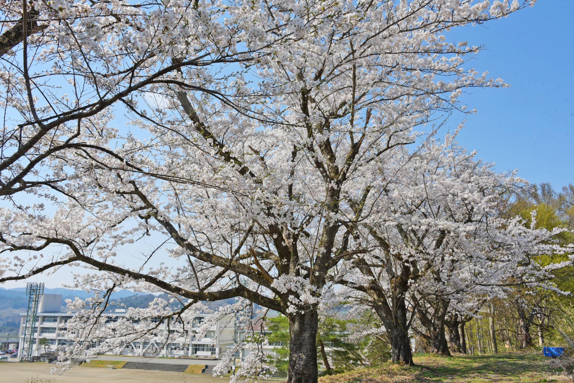 朝日中学校の桜