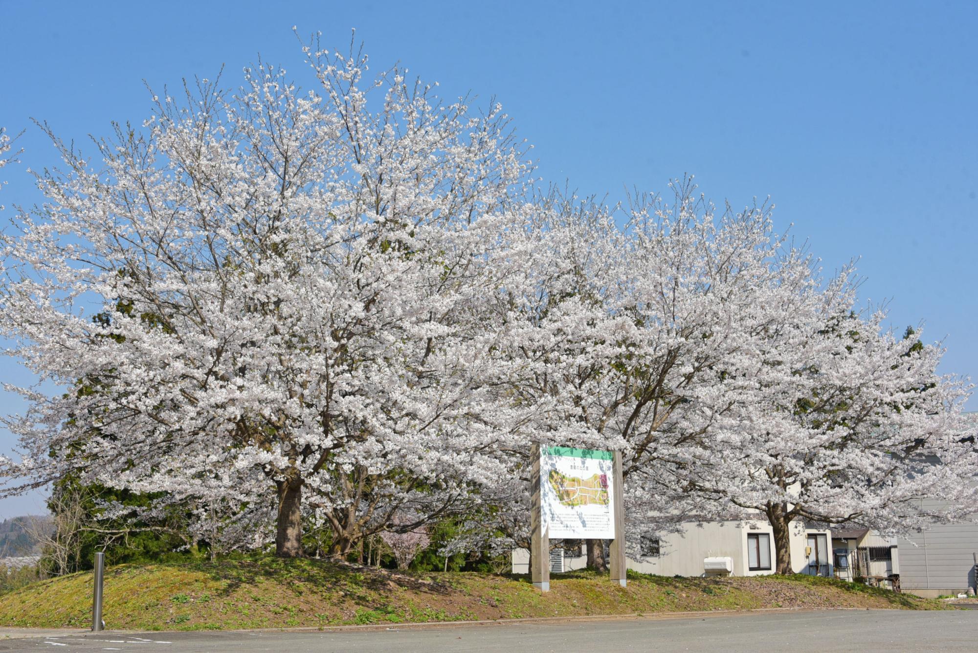 豊龍公園の桜