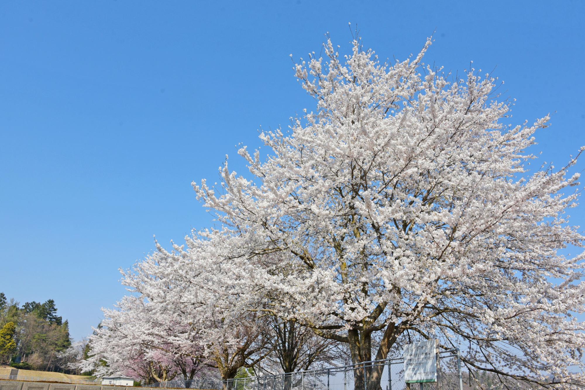 西五百川小学校グラウンドの桜