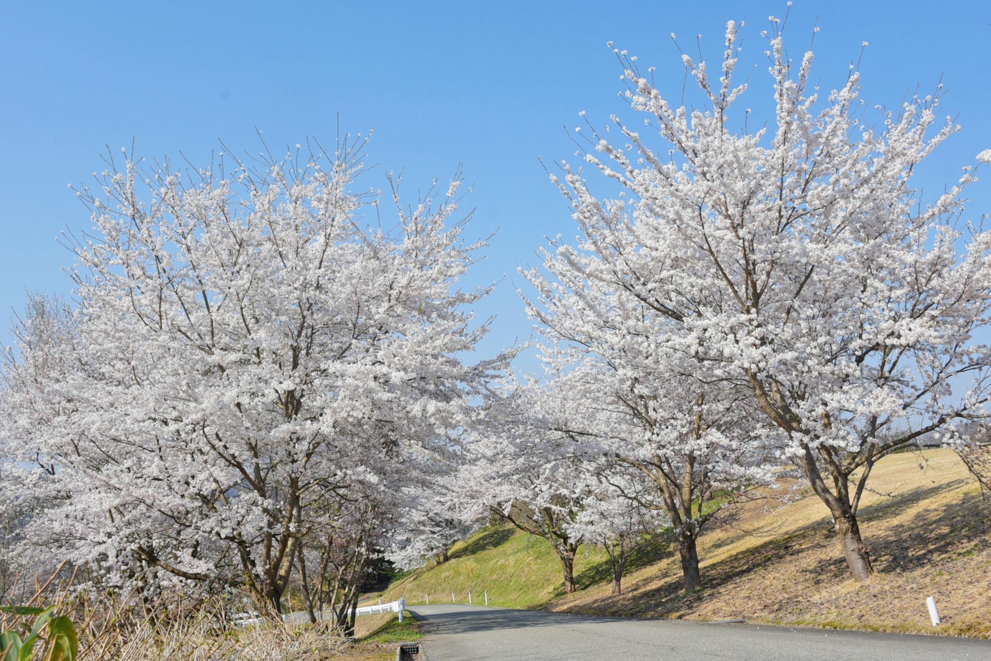 西部公民館の桜