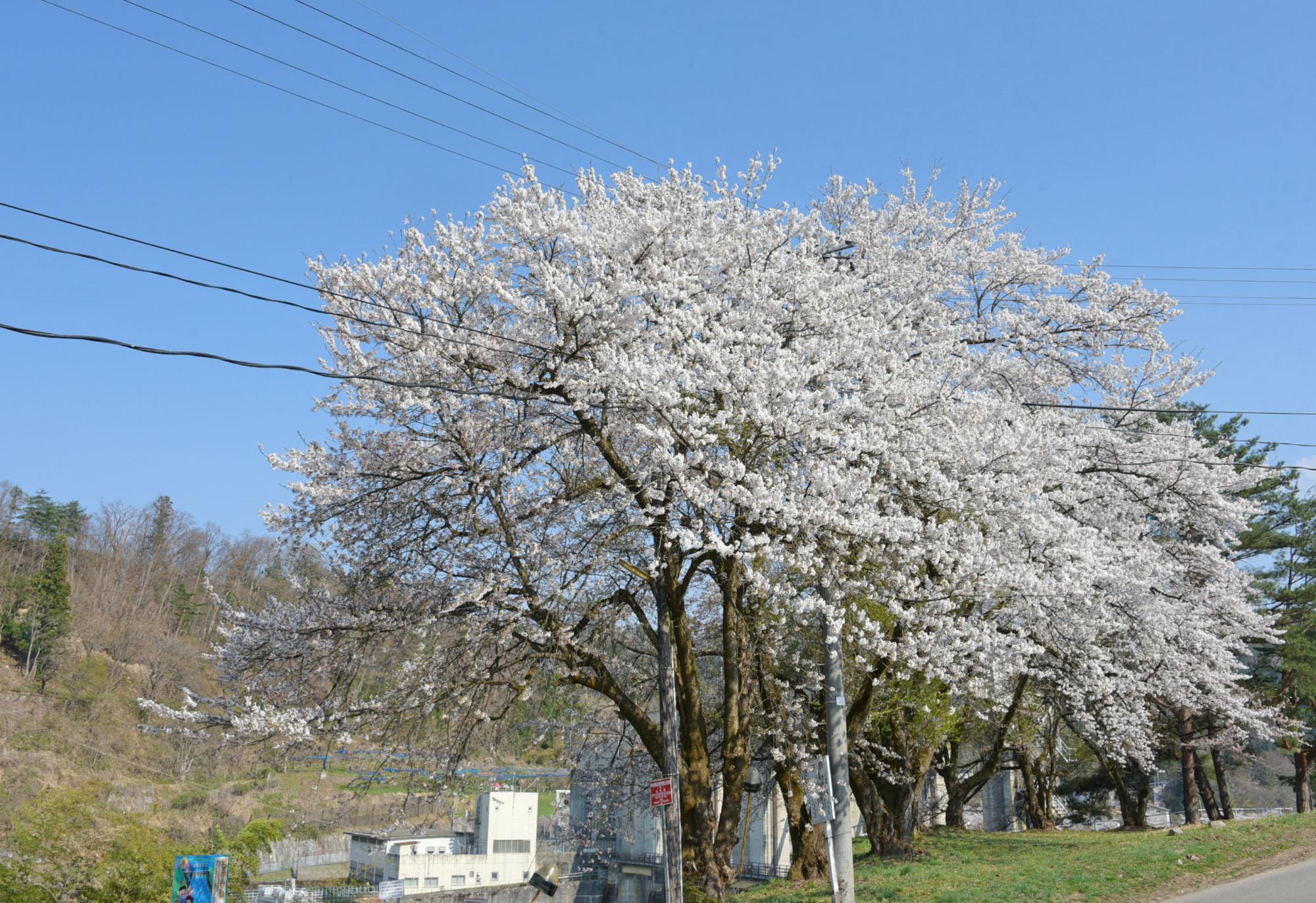上郷ダム（赤釜側）の桜