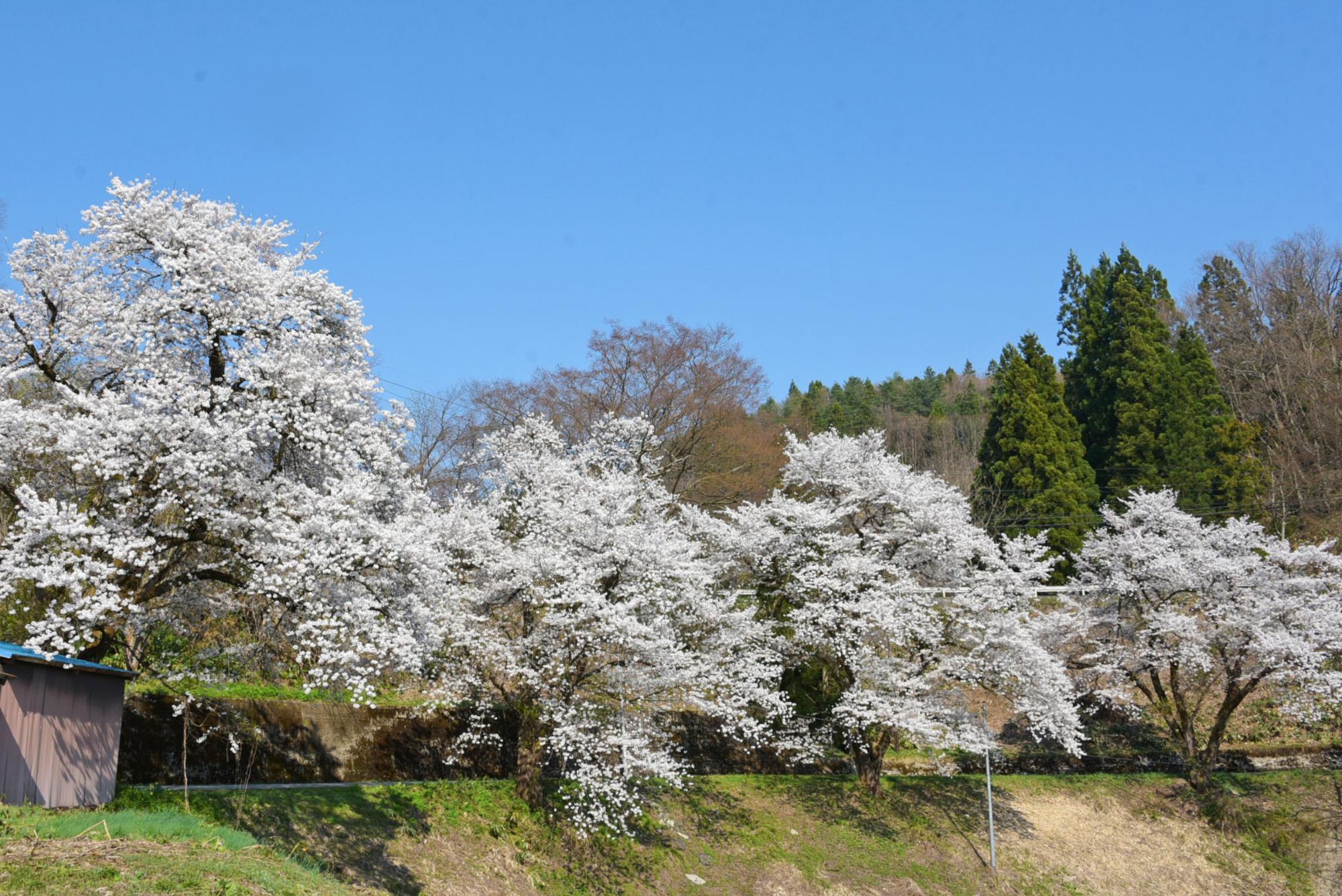 の桜