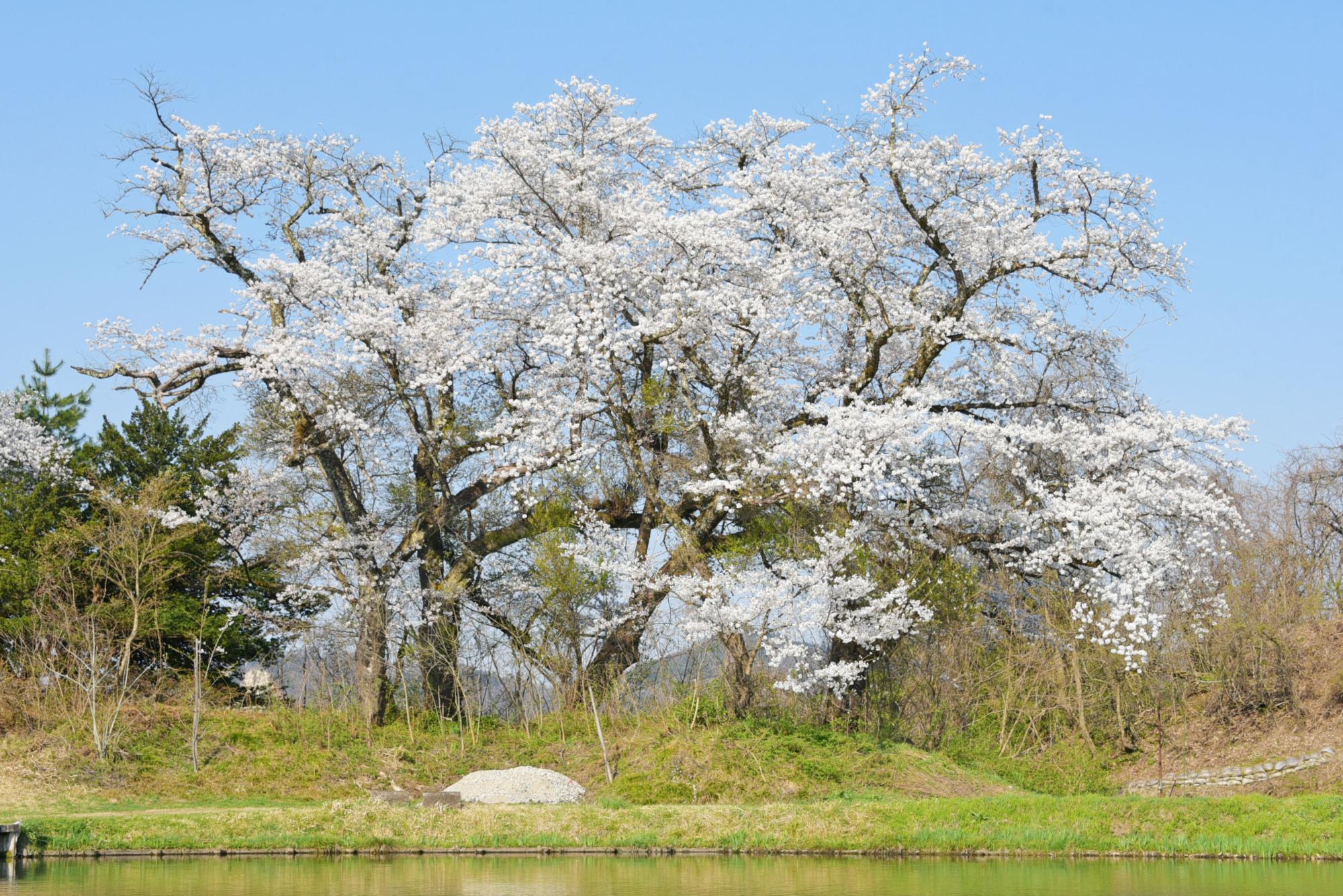 桜堤の桜