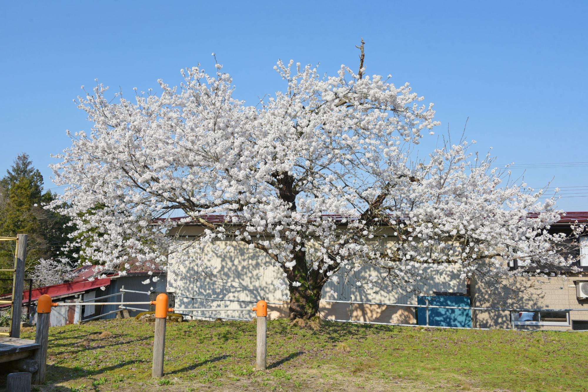 川通農村公園の桜