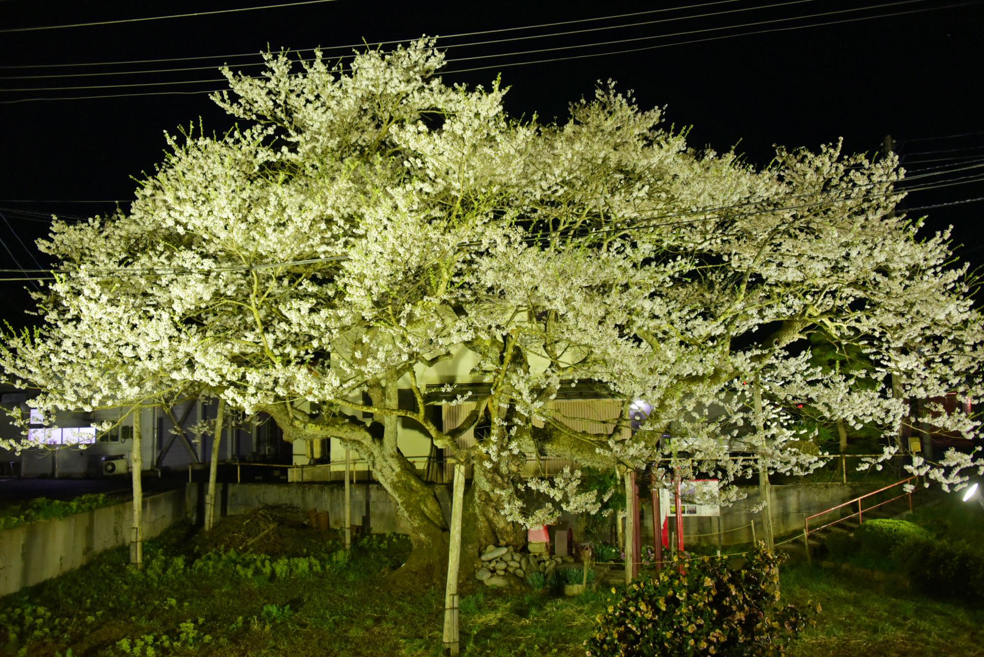 夜にライトアップされた伊豆の権現桜