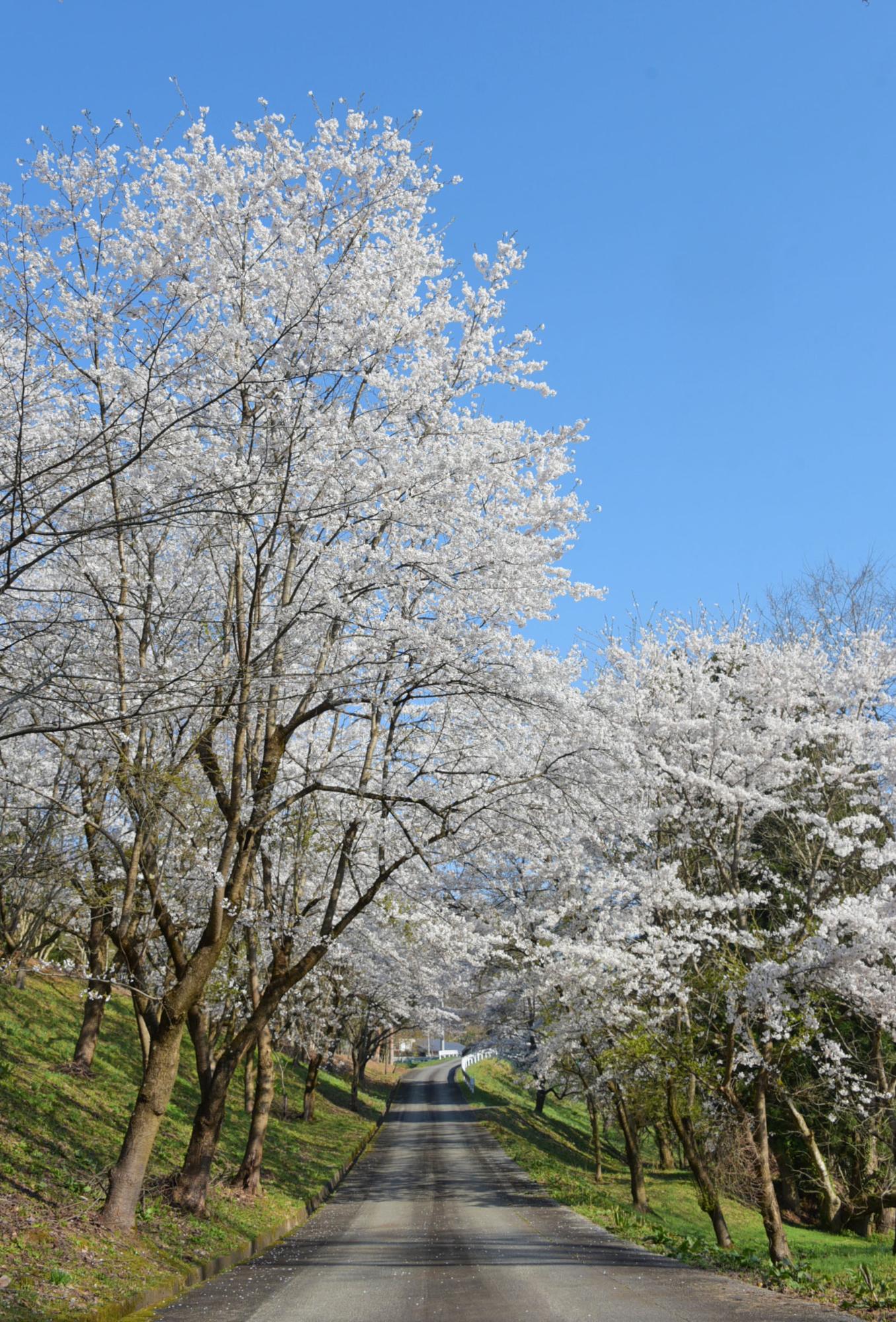 桜並木の写真