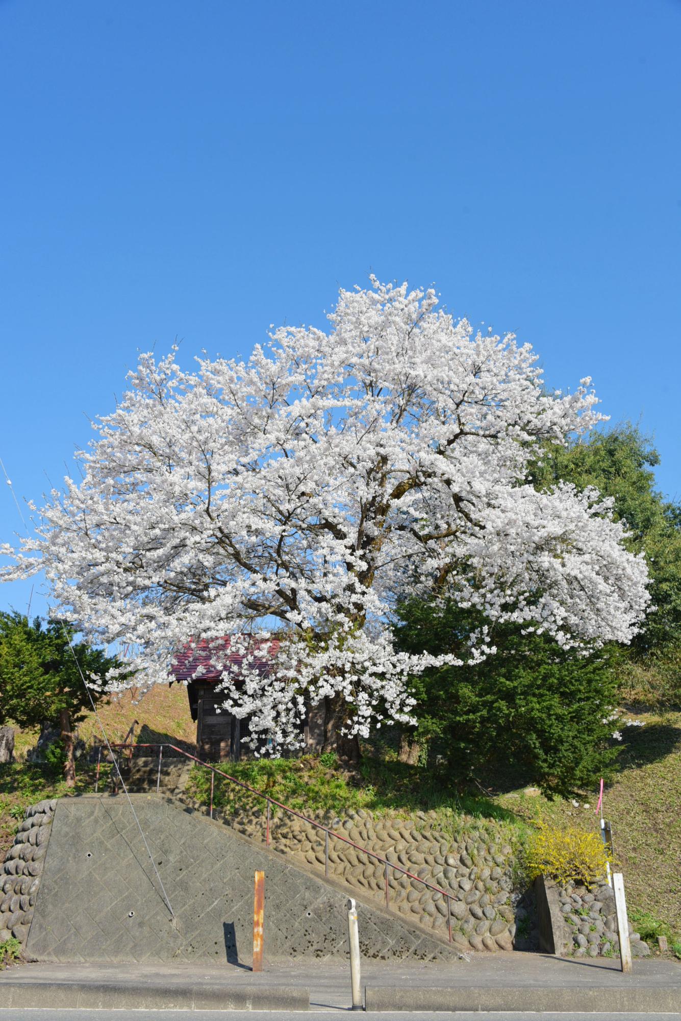 白山神社の桜