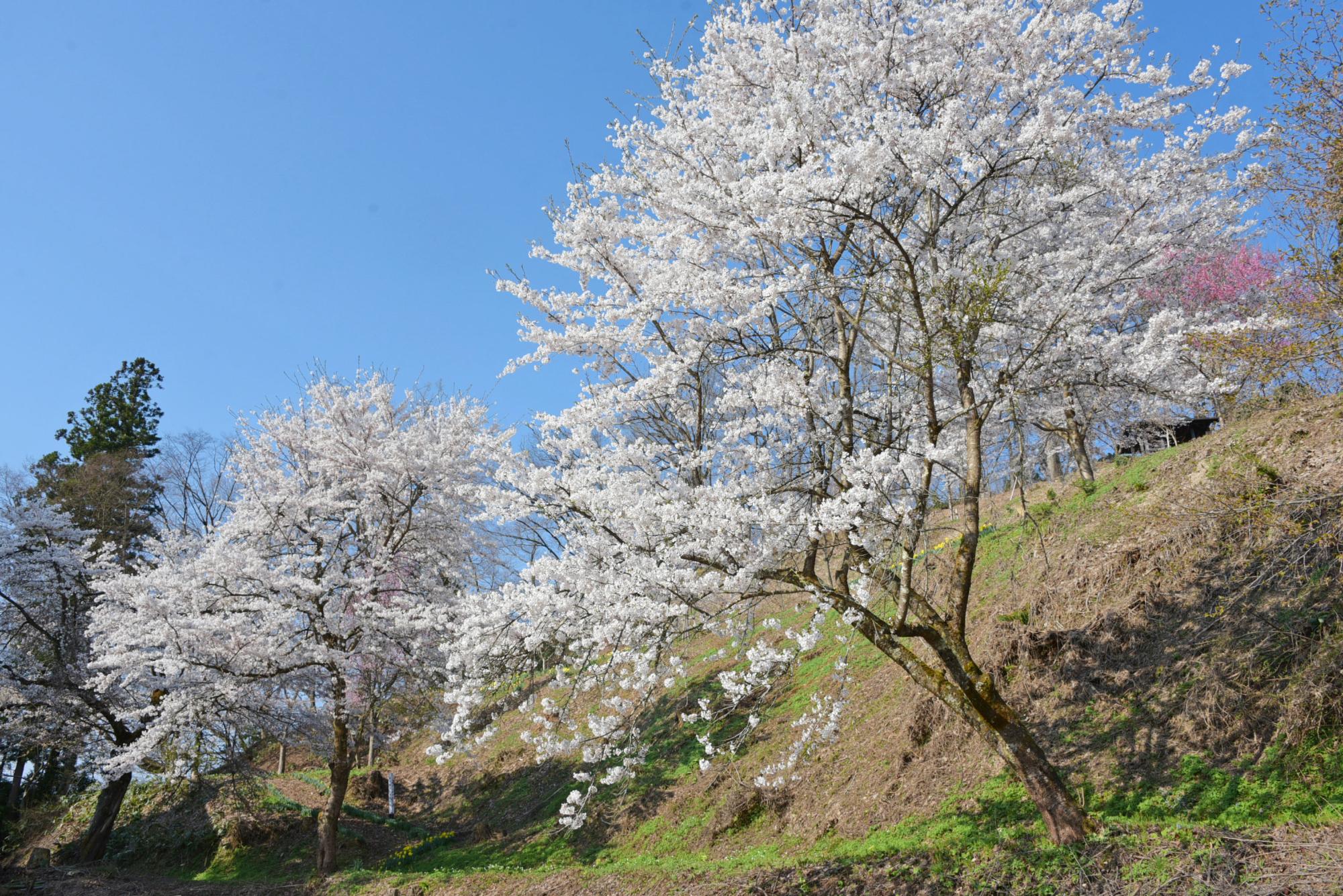 の桜