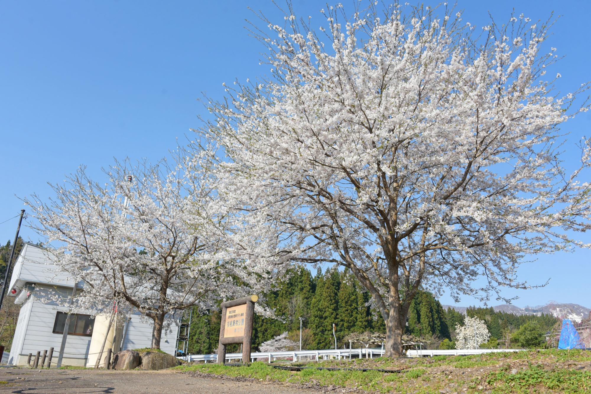 松程農村公園の桜