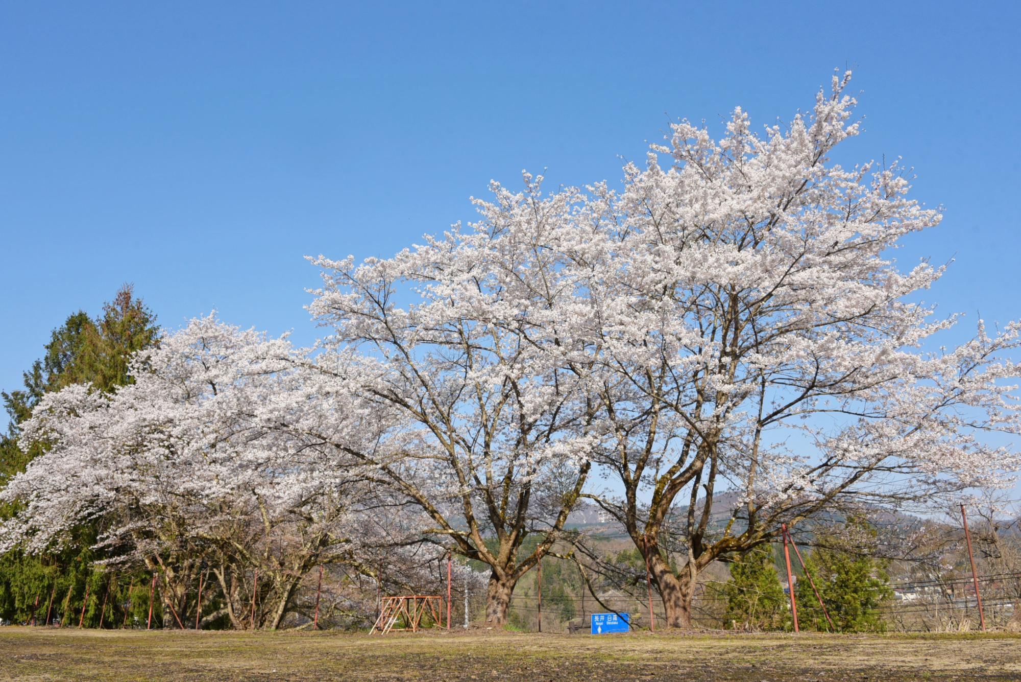 旧上郷小学校の桜