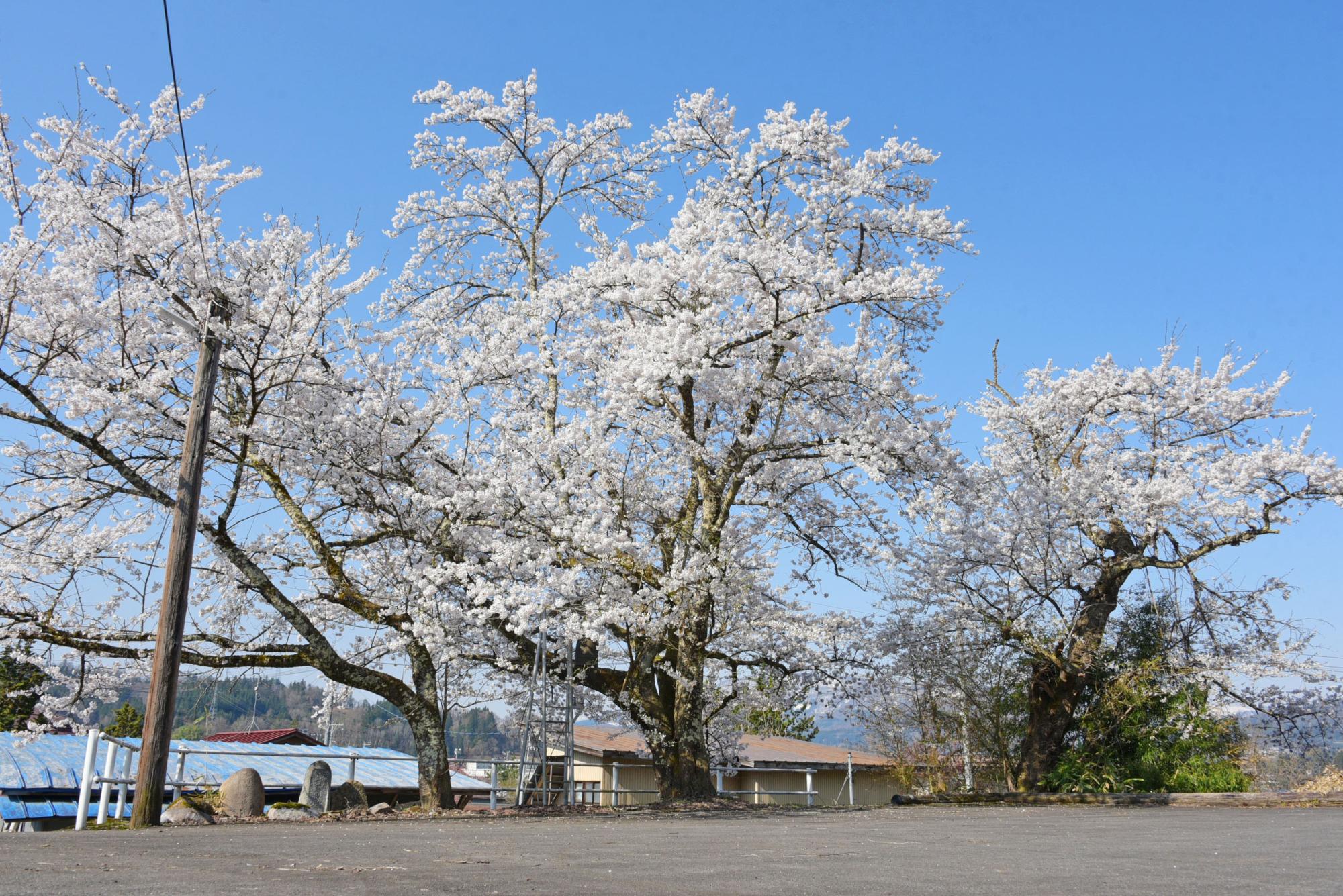 の桜