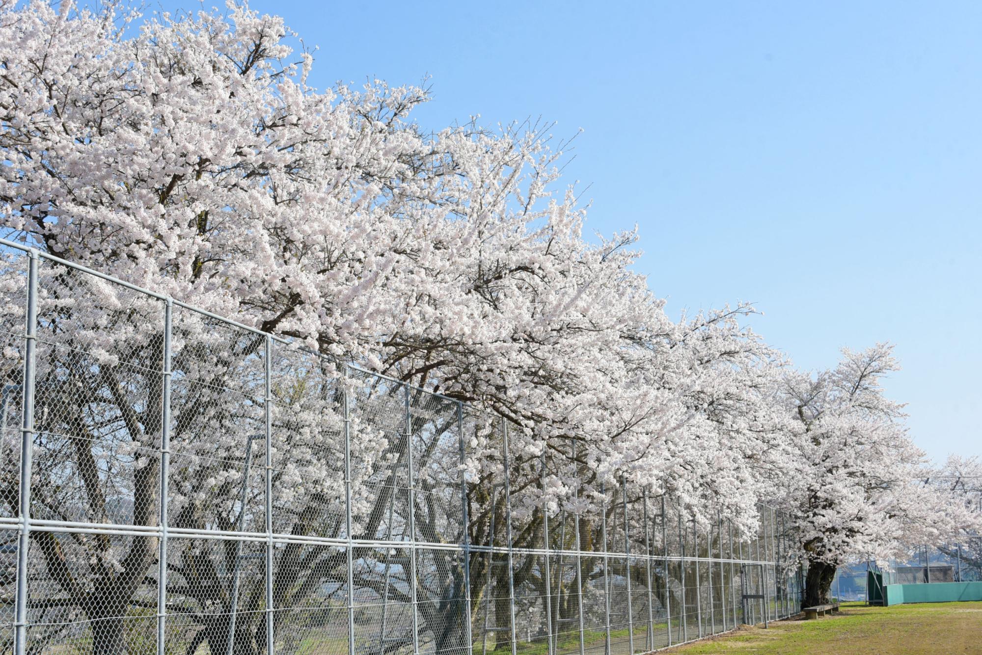 緑が丘公園の桜