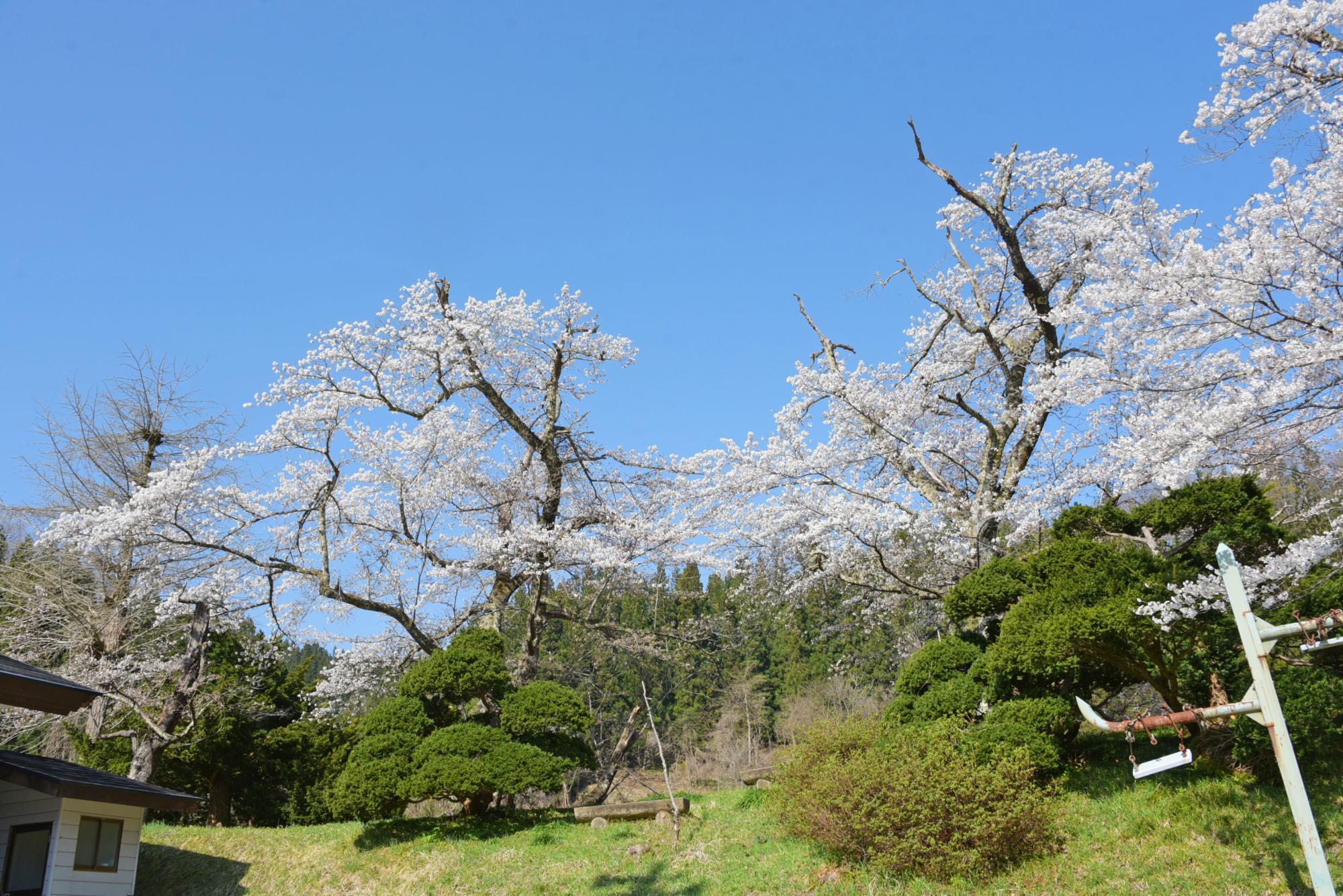 の桜