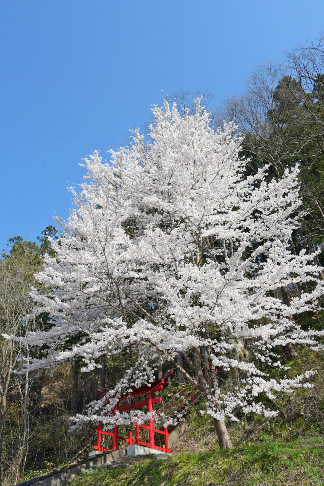 古槙の桜