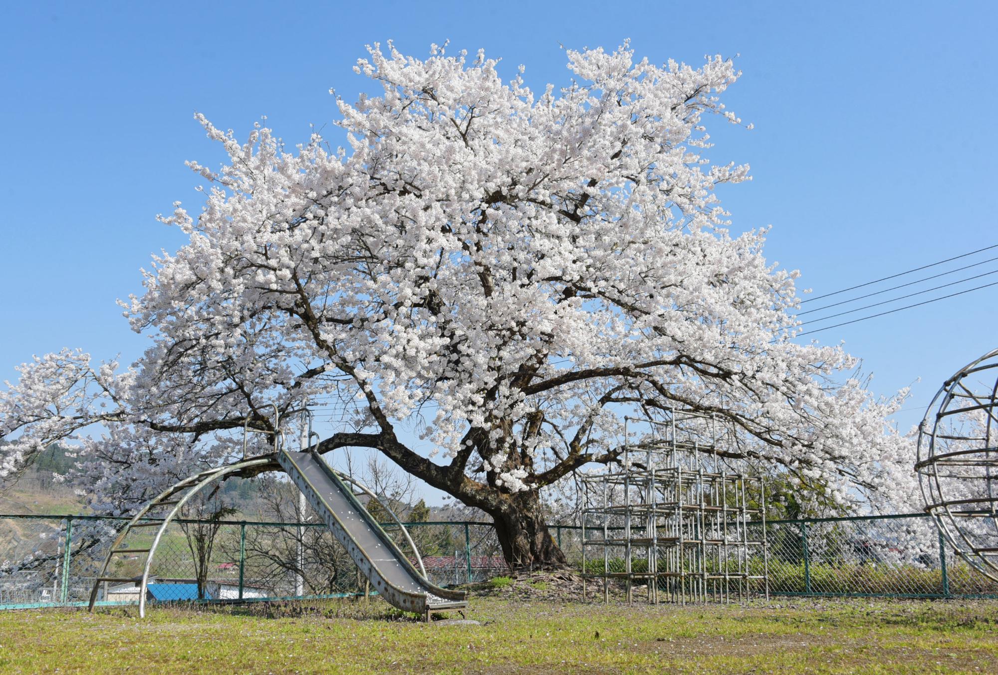 沼向公園の桜