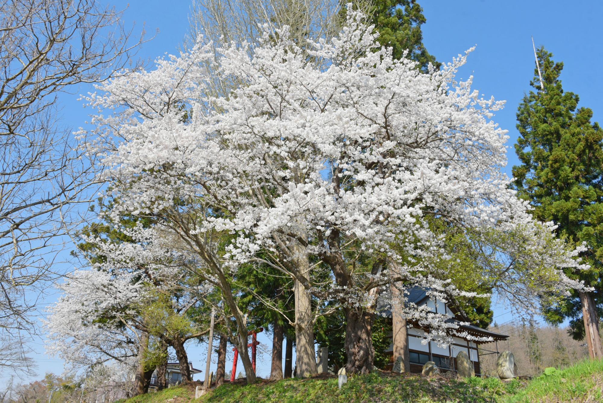 加茂神社の桜