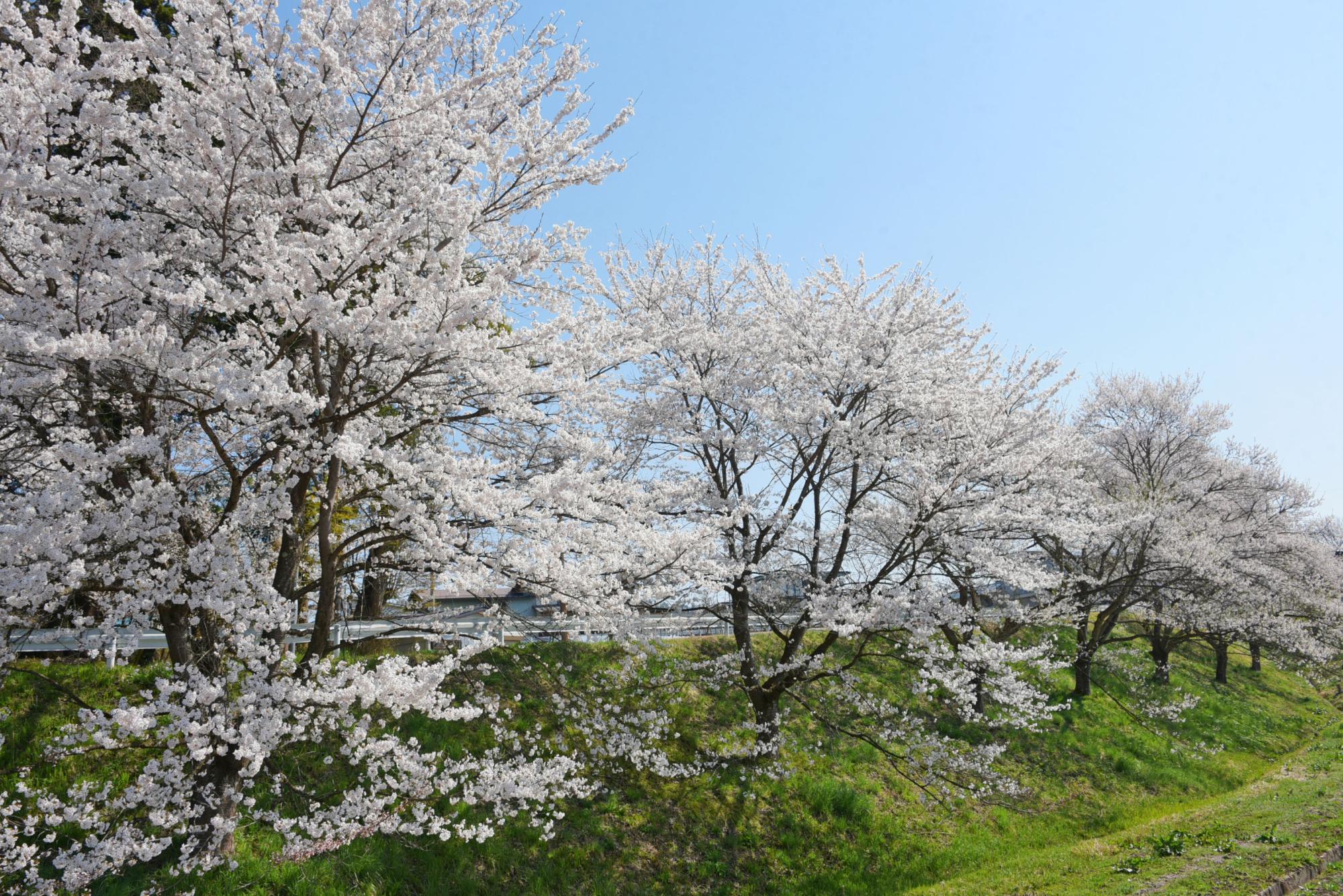 の桜