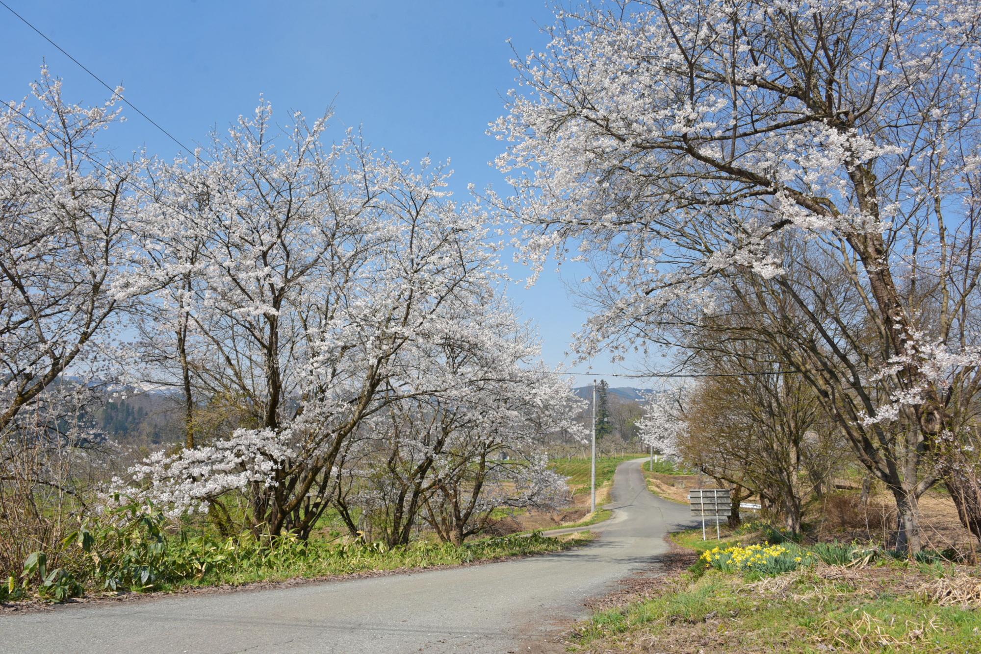 の桜