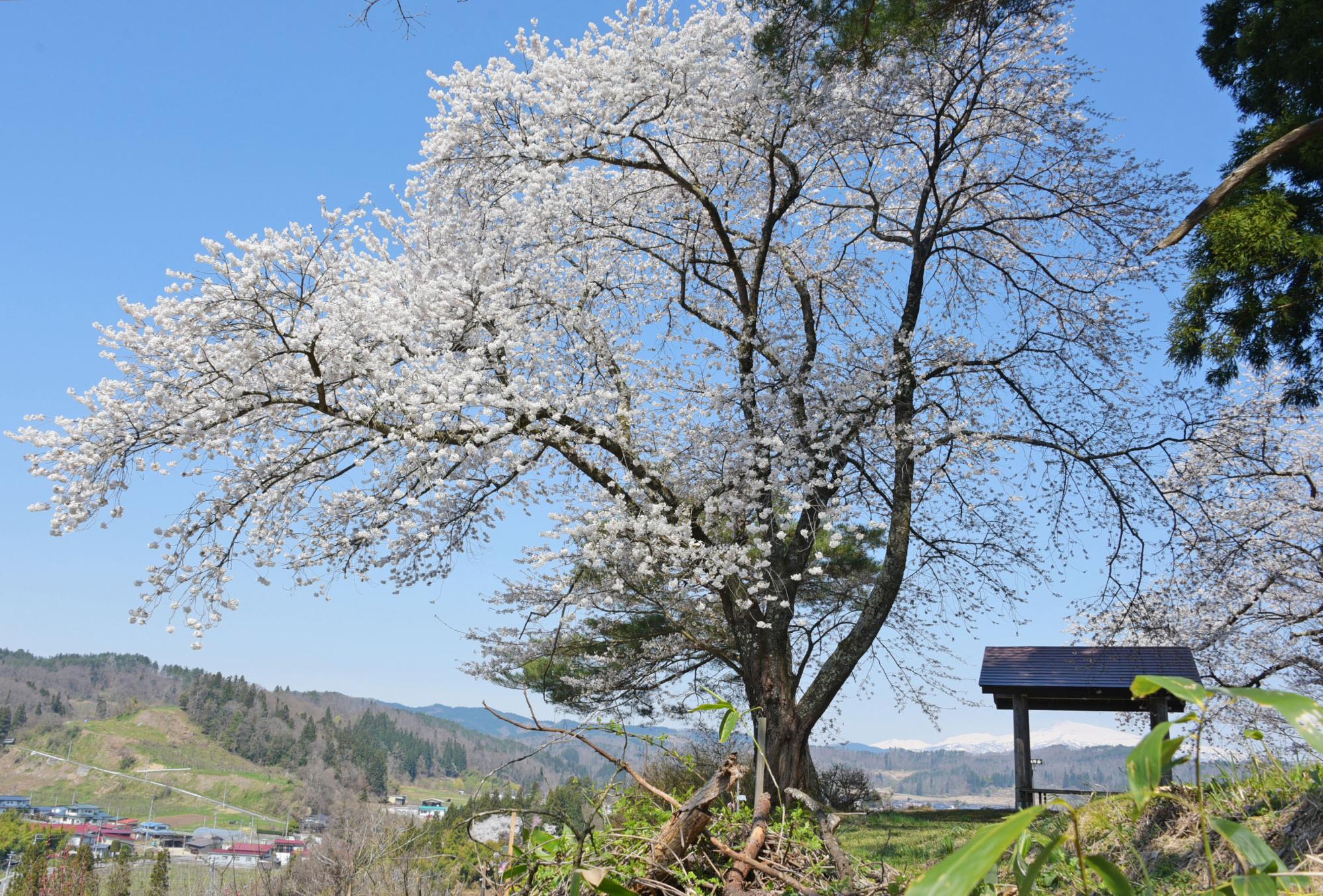 の桜