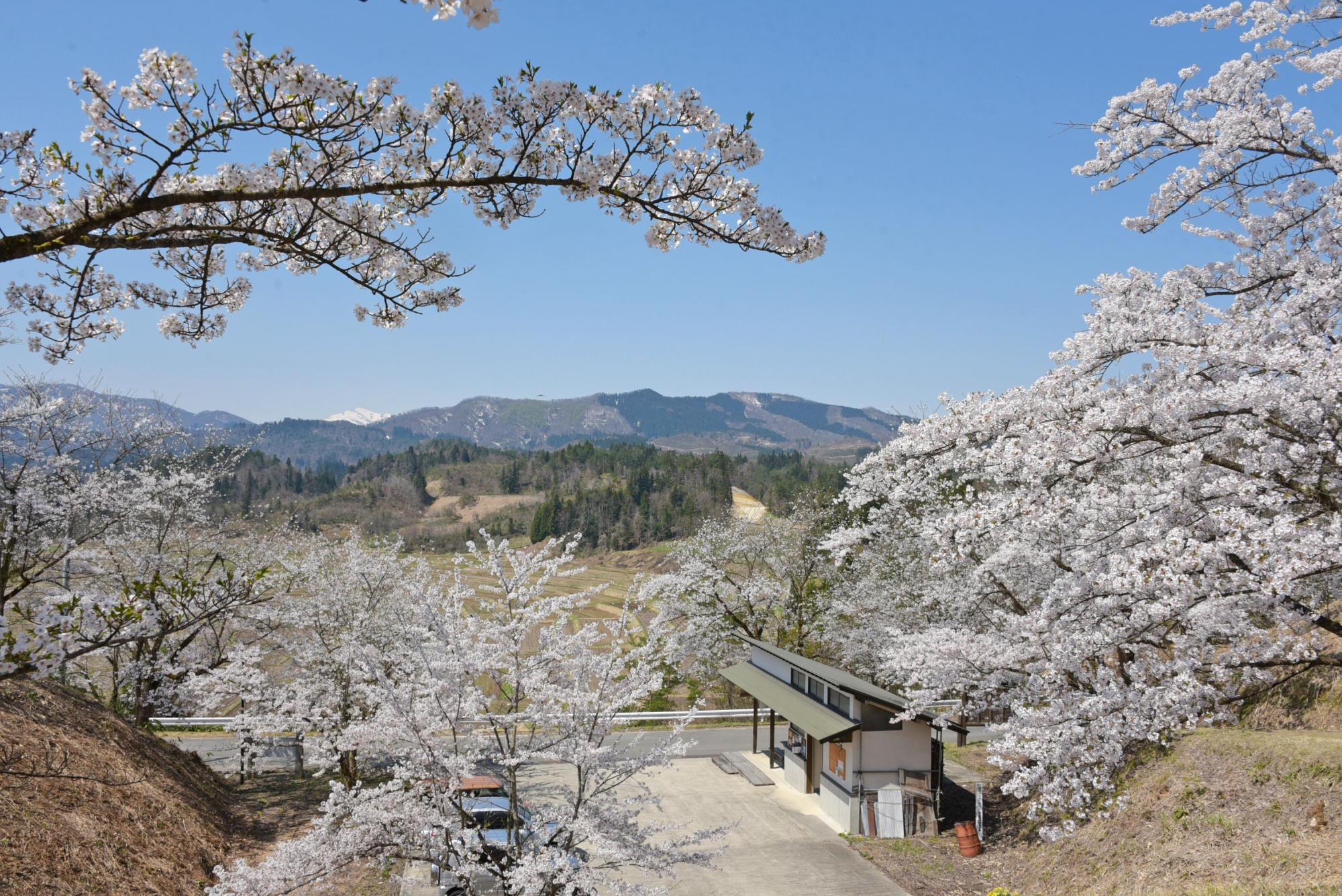 一本松公園の桜