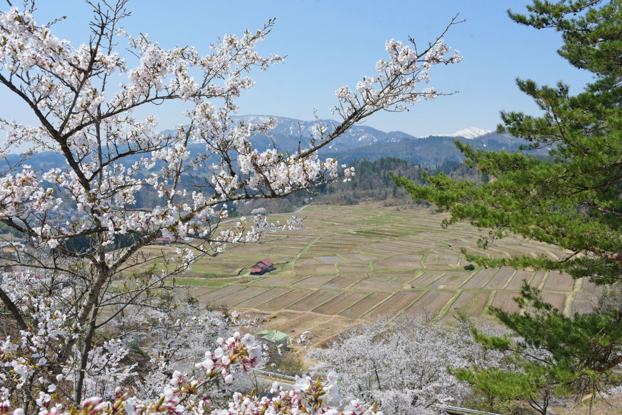 一本松公園（棚田側）